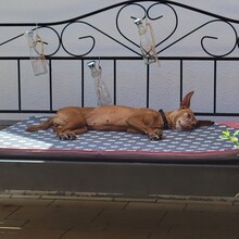 LOUISE, Hund, Podenco in Baunach - Bild 2