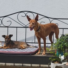 LOUISE, Hund, Podenco in Baunach - Bild 3