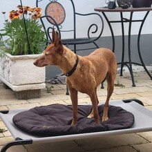 LOUISE, Hund, Podenco in Baunach - Bild 4