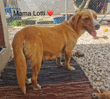 LOTTI, Hund, Mischlingshund in Griechenland