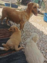 LOTTI, Hund, Mischlingshund in Griechenland - Bild 2