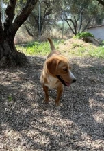 LOTTI, Hund, Mischlingshund in Griechenland - Bild 4