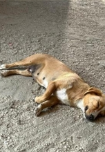 LOTTI, Hund, Mischlingshund in Griechenland - Bild 5