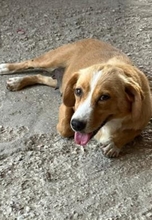 LOTTI, Hund, Mischlingshund in Griechenland - Bild 6