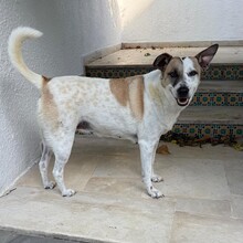 MIRA, Hund, Mischlingshund in Rosbach