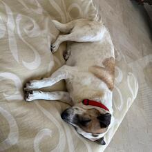 MIRA, Hund, Mischlingshund in Rosbach - Bild 2