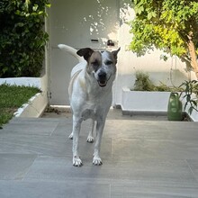 MIRA, Hund, Mischlingshund in Rosbach - Bild 3