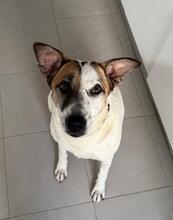 MIRA, Hund, Mischlingshund in Rosbach - Bild 4