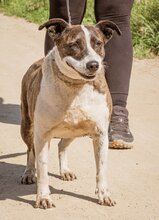 XENA, Hund, Mischlingshündin in Ungarn - Bild 1