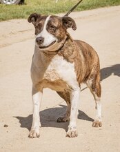 XENA, Hund, Mischlingshündin in Ungarn - Bild 2