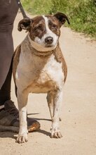 XENA, Hund, Mischlingshündin in Ungarn - Bild 3