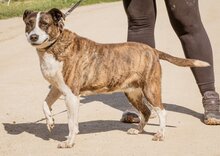 XENA, Hund, Mischlingshündin in Ungarn - Bild 4