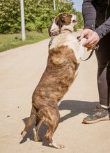 XENA, Hund, Mischlingshündin in Ungarn - Bild 5