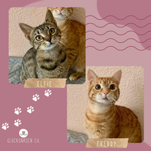 FREDDY, Katze, Europäisch Kurzhaar in Rumänien