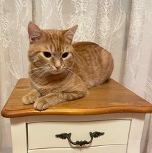 FREDDY, Katze, Europäisch Kurzhaar in Rumänien - Bild 2