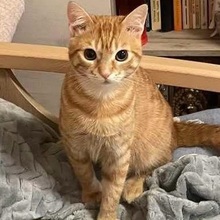 FREDDY, Katze, Europäisch Kurzhaar in Rumänien - Bild 3