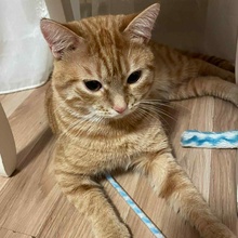 FREDDY, Katze, Europäisch Kurzhaar in Rumänien - Bild 4
