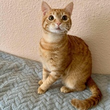 FREDDY, Katze, Europäisch Kurzhaar in Rumänien - Bild 5