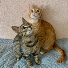 FREDDY, Katze, Europäisch Kurzhaar in Rumänien - Bild 6