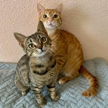 FREDDY, Katze, Europäisch Kurzhaar in Rumänien - Bild 7