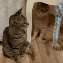 FREDDY, Katze, Europäisch Kurzhaar in Rumänien - Bild 8