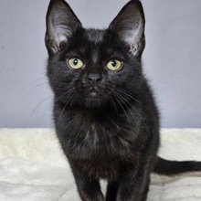 JOSEF, Katze, Europäisch Kurzhaar in Bulgarien - Bild 2