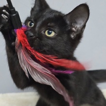JOSEF, Katze, Europäisch Kurzhaar in Bulgarien - Bild 3