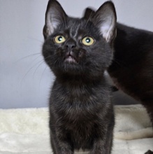 JOSEF, Katze, Europäisch Kurzhaar in Bulgarien - Bild 5