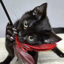 JOSEF, Katze, Europäisch Kurzhaar in Bulgarien - Bild 6