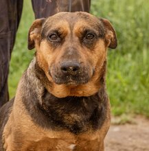 LUNA, Hund, Mischlingshündin in Ungarn