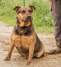 LUNA, Hund, Mischlingshündin in Ungarn - Bild 2