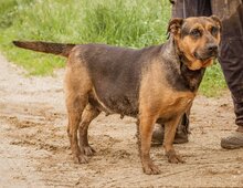 LUNA, Hund, Mischlingshündin in Ungarn - Bild 3