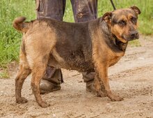 LUNA, Hund, Mischlingshündin in Ungarn - Bild 4
