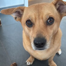 DANNYBOBBY, Hund, Mischlingshund in Heinsberg