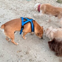 DANNYBOBBY, Hund, Mischlingshund in Heinsberg - Bild 10