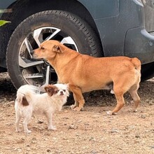 DANNYBOBBY, Hund, Mischlingshund in Heinsberg - Bild 11