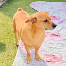 DANNYBOBBY, Hund, Mischlingshund in Heinsberg - Bild 12