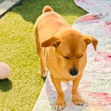 DANNYBOBBY, Hund, Mischlingshund in Heinsberg - Bild 13
