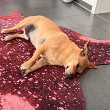 DANNYBOBBY, Hund, Mischlingshund in Heinsberg - Bild 14