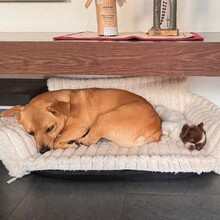 DANNYBOBBY, Hund, Mischlingshund in Heinsberg - Bild 15