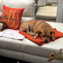 DANNYBOBBY, Hund, Mischlingshund in Heinsberg - Bild 17