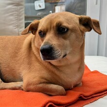 DANNYBOBBY, Hund, Mischlingshund in Heinsberg - Bild 18