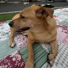 DANNYBOBBY, Hund, Mischlingshund in Heinsberg - Bild 19