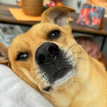 DANNYBOBBY, Hund, Mischlingshund in Heinsberg - Bild 2