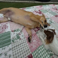 DANNYBOBBY, Hund, Mischlingshund in Heinsberg - Bild 20