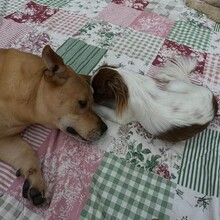 DANNYBOBBY, Hund, Mischlingshund in Heinsberg - Bild 21