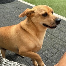 DANNYBOBBY, Hund, Mischlingshund in Heinsberg - Bild 22