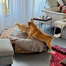 DANNYBOBBY, Hund, Mischlingshund in Heinsberg - Bild 23