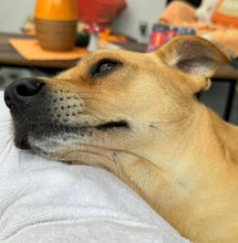 DANNYBOBBY, Hund, Mischlingshund in Heinsberg - Bild 24