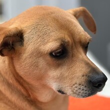 DANNYBOBBY, Hund, Mischlingshund in Heinsberg - Bild 4